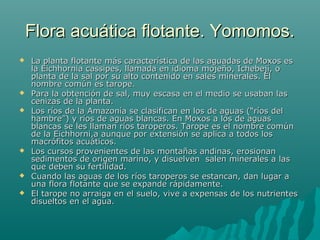 Flora acuática flotante. Yomomos.Flora acuática flotante. Yomomos.
 La planta flotante más característica de las aguadas de Moxos esLa planta flotante más característica de las aguadas de Moxos es
la Eichhornia cassipes, llamada en idioma mojeño, Ichebejí, ola Eichhornia cassipes, llamada en idioma mojeño, Ichebejí, o
planta de la sal por su alto contenido en sales minerales. Elplanta de la sal por su alto contenido en sales minerales. El
nombre común es tarope.nombre común es tarope.
 Para la obtención de sal, muy escasa en el medio se usaban lasPara la obtención de sal, muy escasa en el medio se usaban las
cenizas de la planta.cenizas de la planta.
 Los ríos de la Amazonía se clasifican en los de aguas (“ríos delLos ríos de la Amazonía se clasifican en los de aguas (“ríos del
hambre”) y ríos de aguas blancas. En Moxos a los de aguashambre”) y ríos de aguas blancas. En Moxos a los de aguas
blancas se les llaman ríos taroperos. Tarope es el nombre comúnblancas se les llaman ríos taroperos. Tarope es el nombre común
de la Eichhorni,a aunque por extensión se aplica a todos losde la Eichhorni,a aunque por extensión se aplica a todos los
macrófitos acuáticos.macrófitos acuáticos.
 Los cursos provenientes de las montañas andinas, erosionanLos cursos provenientes de las montañas andinas, erosionan
sedimentos de origen marino, y disuelven salen minerales a lassedimentos de origen marino, y disuelven salen minerales a las
que deben su fertilidad.que deben su fertilidad.
 Cuando las aguas de los ríos taroperos se estancan, dan lugar aCuando las aguas de los ríos taroperos se estancan, dan lugar a
una flora flotante que se expande rápidamente.una flora flotante que se expande rápidamente.
 El tarope no arraiga en el suelo, vive a expensas de los nutrientesEl tarope no arraiga en el suelo, vive a expensas de los nutrientes
disueltos en el agua.disueltos en el agua.
 