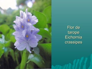 Flor deFlor de
taropetarope
EichorniaEichornia
crassipescrassipes
 