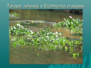 Tarope, ichevejí o Eichhornia crasipesTarope, ichevejí o Eichhornia crasipes
 