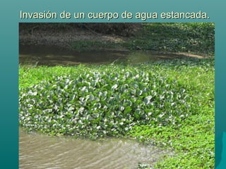Invasión de un cuerpo de agua estancada.Invasión de un cuerpo de agua estancada.
 