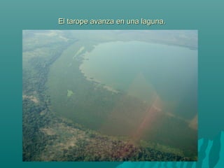 El tarope avanza en una laguna.El tarope avanza en una laguna.
 