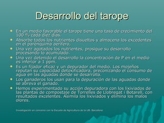 Desarrollo del taropeDesarrollo del tarope
 En un medio favorable el tarope tiene una tasa de crecimiento delEn un medio favorable el tarope tiene una tasa de crecimiento del
100 % cada diez días.100 % cada diez días.
 Absorbe todos los nutrientes disueltos y almacena los excedentesAbsorbe todos los nutrientes disueltos y almacena los excedentes
en el parénquima aerífero,en el parénquima aerífero,
 Una vez agotados los nutrientes, prosigue su desarrolloUna vez agotados los nutrientes, prosigue su desarrollo
procesando lo acumulado.procesando lo acumulado.
 Una vez detenido el desarrollo la concentración de P en el medioUna vez detenido el desarrollo la concentración de P en el medio
es inferior a 1 ppm.es inferior a 1 ppm.
 Es un fijador eficaz y un depurador del medio. Los mojeñosEs un fijador eficaz y un depurador del medio. Los mojeños
reputan su capacidad detoxificadora, preconizando el consumo dereputan su capacidad detoxificadora, preconizando el consumo de
agua en las aguadas donde se desarrolla.agua en las aguadas donde se desarrolla.
 Los ganaderos los usan para la depuración de las aguadas dondeLos ganaderos los usan para la depuración de las aguadas donde
se abreva el ganado.se abreva el ganado.
 Hemos experimentado su acción depuradora con los lixiviados deHemos experimentado su acción depuradora con los lixiviados de
las plantas de compostaje de Torrelles de Llobregat i Botarell, conlas plantas de compostaje de Torrelles de Llobregat i Botarell, con
resultados excelentes. Asimila los lixiviados y elimina los malosresultados excelentes. Asimila los lixiviados y elimina los malos
olores.olores.
Investigación en convenio con la Escuela de Agricultura de la UB. BarcelonaInvestigación en convenio con la Escuela de Agricultura de la UB. Barcelona
 