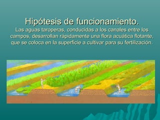 Hipótesis de funcionamiento.Hipótesis de funcionamiento.
Las aguas taroperas, conducidas a los canales entre losLas aguas taroperas, conducidas a los canales entre los
campos, desarrollan rápidamente una flora acuática flotante,campos, desarrollan rápidamente una flora acuática flotante,
que se coloca en la superficie a cultivar para su fertilización.que se coloca en la superficie a cultivar para su fertilización.
 