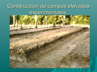 Construcción de campos elevadosConstrucción de campos elevados
experimentales.experimentales.
 