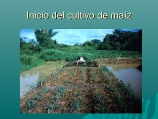 Inicio del cultivo de maízInicio del cultivo de maíz
 