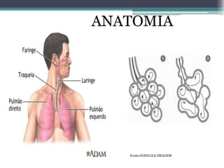 Fonte:GOOLGLE IMAGEM
ANATOMIA
 