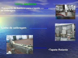 Transporte da Azeitona para o tapete  de calibragem Linha de calibragem Tapete Rolante Vários  sectores 