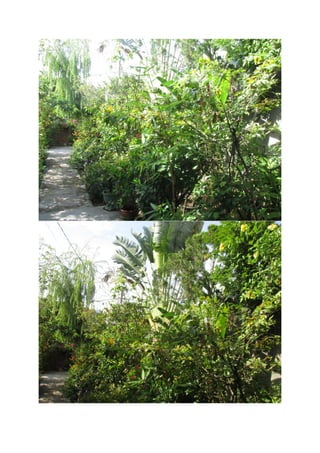 Vườn nhà   2-10-15