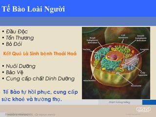 Invisible miracles --Dr Myron wentz
Tế Bào Loài Người
For Joseph Ting’s Team 2005
• Đ u Đ cầ ộ
• T n Th ngổ ươ
• B Đóiỏ
K t Qu Là Sinh b nh Thoái Hoáế ả ệ
• Nuôi D ngưỡ
• B o Vả ệ
• Cung c p ch t Dinh D ngấ ấ ưỡ
T Bào t h i ph c, cung c pế ự ồ ụ ấ
s c kho và tr ng th .ứ ẻ ườ ọ
 