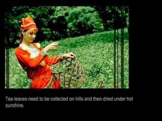 Tea leaves need to be collected on hills and then dried under hot
sunshine.
 