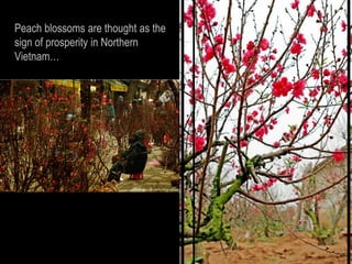 Peach blossoms are thought as the
sign of prosperity in Northern
Vietnam…
 