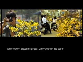While Apricot blossoms appear everywhere in the South.
 
