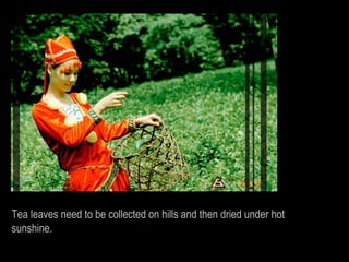 Tea leaves need to be collected on hills and then dried under hot
sunshine.
 