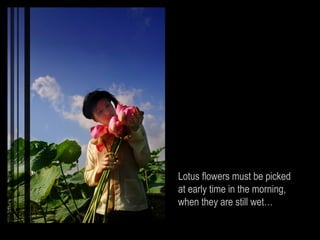 Lotus flowers must be picked
at early time in the morning,
when they are still wet…
 