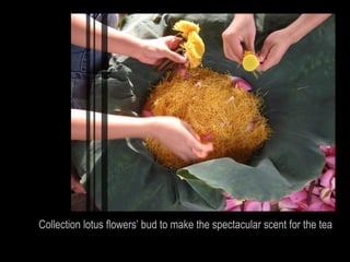 Collection lotus flowers’ bud to make the spectacular scent for the tea
 