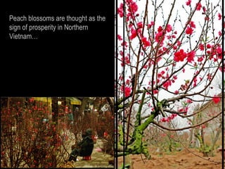 Peach blossoms are thought as the
sign of prosperity in Northern
Vietnam…
 