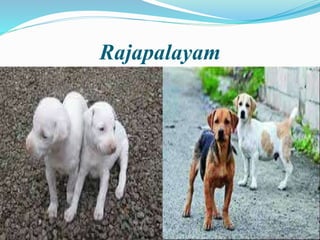 Rajapalayam