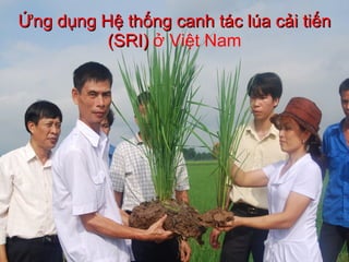 Ứng dụng Hệ thống canh tác lúa cải tiến (SRI)  ở Việt Nam 