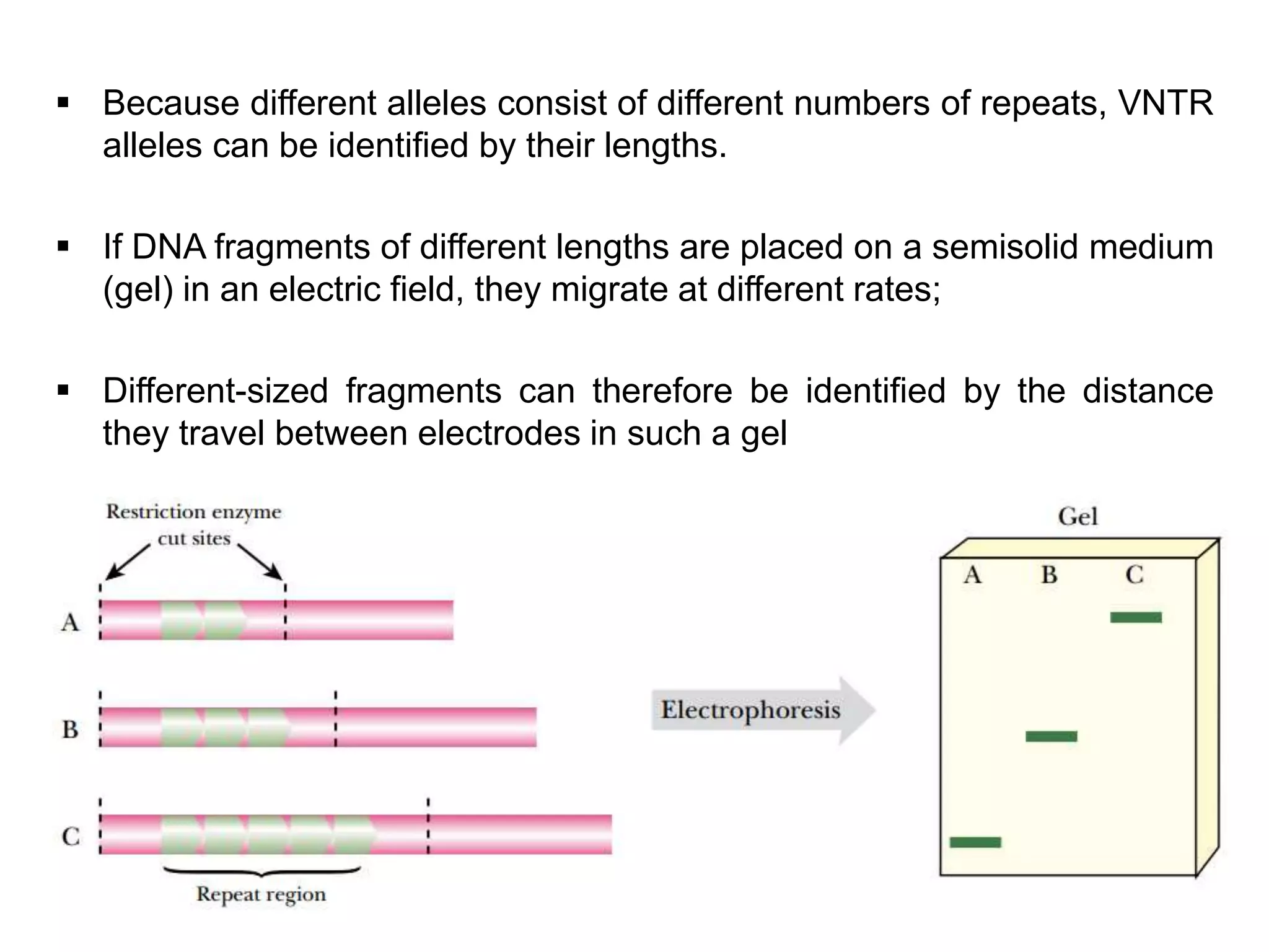 Minisatellite Example VNTR- Minisatellite | PPTX