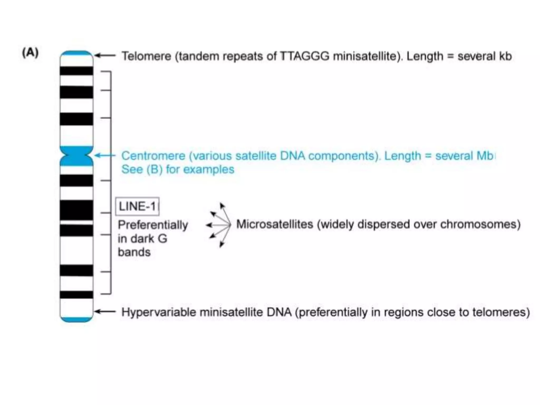Minisatellite Example VNTR- Minisatellite | PPTX