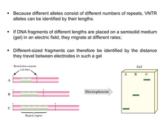  Because different alleles consist of different numbers of repeats, VNTR
alleles can be identified by their lengths.
 If DNA fragments of different lengths are placed on a semisolid medium
(gel) in an electric field, they migrate at different rates;
 Different-sized fragments can therefore be identified by the distance
they travel between electrodes in such a gel
 