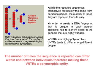 While the repeated sequences
themselves are usually the same from
person to person, the number of times
they are repeated tends to vary.
In order to create a DNA fingerprint
that is unique to each person
scientists had to identify areas in the
genome that are highly variable.
VNTRs are highly polymorphic-
VNTRs tends to differ among different
people.
The number of times the sequence is repeated can differ
within and between individuals therefore making these
VNTRs a polymorphic entity.
 