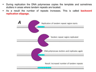  During replication the DNA polymerase copies the template and sometimes
stutters in areas where tandem repeats are located.
 As a result the number of repeats increases. This is called backward
replication slippage.
 