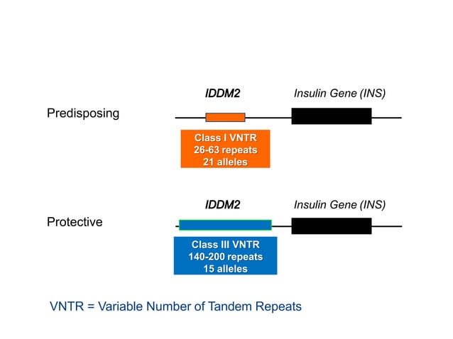 Vtdr Classification VNTR- Minisatellite | PPTX