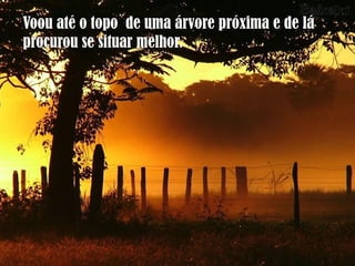 Voou até o topo de uma árvore próxima e de lá
procurou se situar melhor.
 