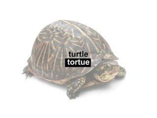 Les Animaux Vocabulaire Anglais Les Animaux Vocabulaire Anglais