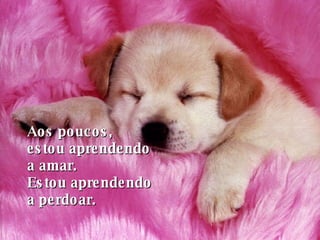 Aos poucos,  estou aprendendo  a amar. Estou aprendendo  a perdoar.   