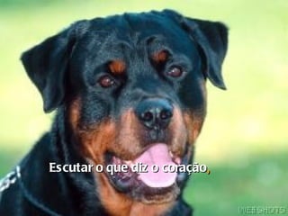 Escutar o que diz o coração , 