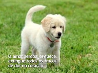 O amor perdoa, esquece, extingue todos os traços  de dor no coração. 