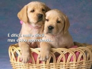 É difícil, muito difícil ,  mas estou aprendendo...   