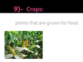 plants that are grown for food.
 