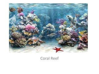 Coral Reef
 