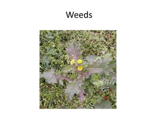 Weeds
 