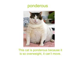 ponderous This cat is ponderous because it is so overweight, it can’t move. 