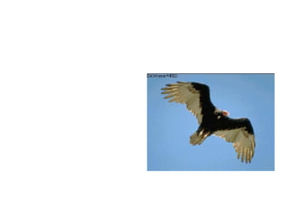 Plumage n. A bird’s feathers The bird’s plumage is black and white. 