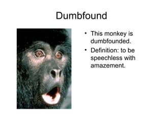 Dumbfound This monkey is dumbfounded. Definition: to be speechless with amazement. 