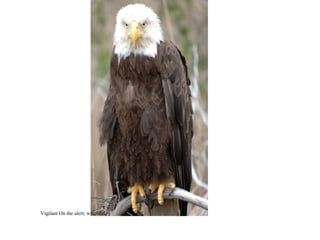 Vigilant On the alert; watchful. 