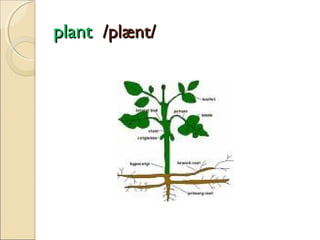 plant /plænt/

 