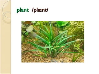 plant /plænt/

 