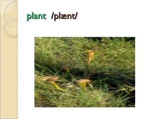 plant /plænt/

 