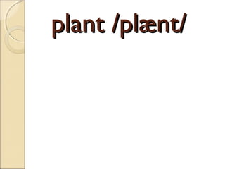 plant /plænt/

 