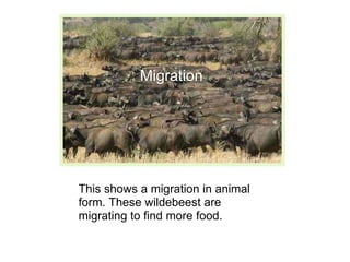 This shows a migration in animal
form. These wildebeest are
migrating to find more food.
Migration
 