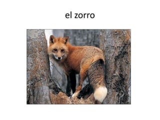 el zorro