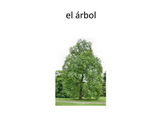 el árbol