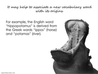 It may help to associate a new vocabulary word
with its origins.
Image © William Warby | Flickr
For example, the English word
“hippopotamus” is derived from
the Greek words “ippos” (horse)
and “potamas” (river).
 
