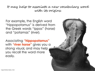 It may help to associate a new vocabulary word
with its origins.
Image © William Warby | Flickr
For example, the English word
“hippopotamus” is derived from
the Greek words “ippos” (horse)
and “potamas” (river).
Associating “hippopotamus”
with “river horse” gives you a
strong visual, and may help
you recall the word more
easily.
 